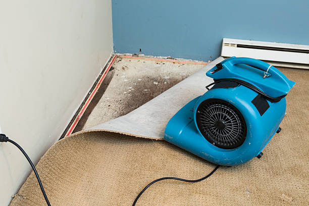 Best Water damage cleanup near me  in Potomac, MD